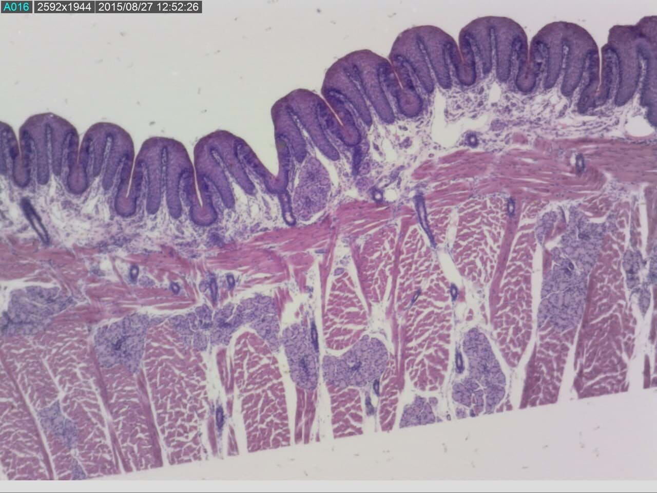 Dino-Lite AM7515MZTL Mikroskopaufnahme: Gewebeschnitt mit Zotten und Muskelfasern in violett-rosa Färbung