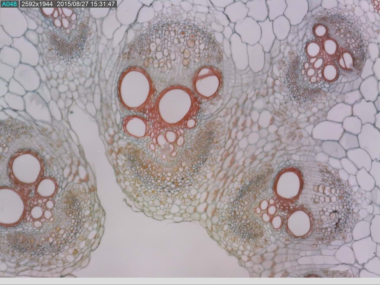 Polarisationsbeispiel einer botanischen Detailaufnahme durch Dino-Lite AM7915MZTL Mikroskop